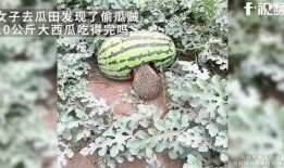 康县女子吃瓜事件,一场网络热议背后的真相与反思