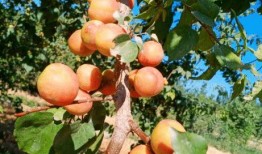 伊犁的吃瓜事件,一场引发热议的民间美食狂欢