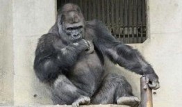 吃瓜女变猩猩,揭秘猩猩奇幻之旅