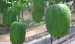 吃瓜春秋后续,揭秘娱乐圈背后的风云变幻