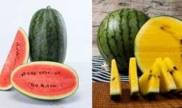 做到人人有瓜吃,人人有瓜吃的美好愿景