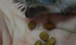 萌宠吃瓜菌,揭秘宠物界的趣味生活