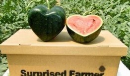 红颜吃 瓜,一场别开生面的美食之旅