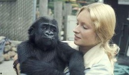 吃瓜女变猩猩,揭秘猩猩奇幻之旅