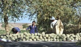 最新大漠瓜客吃瓜视频,揭秘瓜界风云，笑料百出！