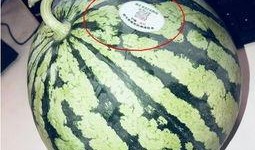 广河网红吃瓜,揭秘幕后故事与热门话题