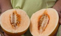 王岩吃蜜瓜,甜蜜时光的美好回忆