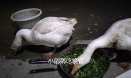 鹅吃小瓜吗,鹅吃小瓜的真相揭秘