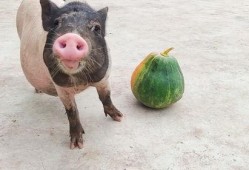 猪吃瓜有好处吗,探究其对猪只健康的潜在益处