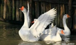 鹅吃小瓜吗,鹅吃小瓜的真相揭秘