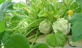 蝶瓜咋吃,蝶瓜的多样食用方法探索