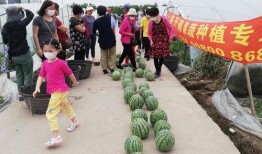 拍吃瓜比赛,拍吃瓜比赛，谁才是瓜王争霸赛冠军？