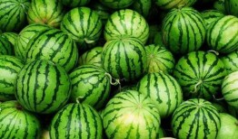 今日必吃的瓜是什么瓜,揭秘热门话题背后的真相