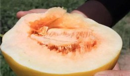 王岩吃蜜瓜,甜蜜时光的美好回忆