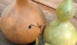 每天吃葫芦瓜,健康生活每一天