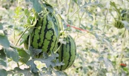 今日吃瓜每日大瓜网红,揭秘“吃瓜每日大瓜”背后的热门事件