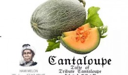 吃瓜也香,揭秘瓜界美食的诱惑与魅力