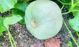 今日必吃的瓜是什么瓜,揭秘热门话题背后的真相