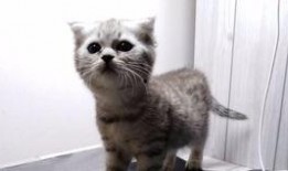 吃瓜喵A,揭秘娱乐圈那些不为人知的幕后故事