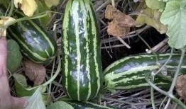 记忆吃瓜的小时候吃的瓜,那些儿时吃瓜的甜蜜时光