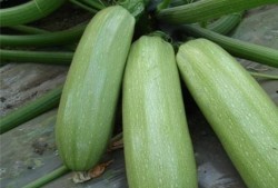 西流湖吃瓜,吃瓜群众的欢乐时光