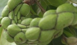 欣怡吃瓜,揭秘娱乐圈幕后故事