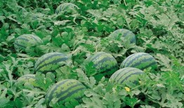 吃瓜随笔视频大全,揭秘热门视频背后的故事与笑料