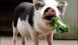 小猪崽子吃瓜,小猪崽子欢乐吃瓜记