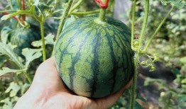 陈年吃瓜史,那些年我们一起吃过的瓜