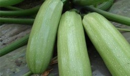 痛风可以吃清瓜,清瓜助力健康生活