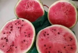 免费吃麒麟瓜,夏日清凉美食盛宴来袭！