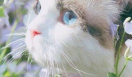 娱乐吃瓜君猫咪摇头,揭秘吃瓜君的萌态瞬间