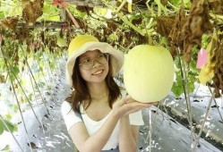 黑毛吃瓜,揭秘神秘瓜果背后的故事