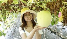 黑毛吃瓜,揭秘神秘瓜果背后的故事