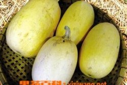 鱼翅瓜孕妇可以吃吗,孕妇食用指南与注意事项