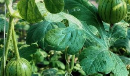 陈年吃瓜史,那些年我们一起吃过的瓜