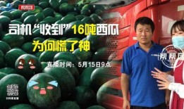 抢瓜吃的视频大全,抢瓜视频大全趣味盘点