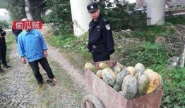 益阳吃瓜事件真相,真相与反思