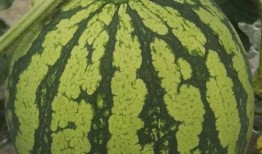 今日必吃的瓜是什么瓜,揭秘热门话题背后的真相