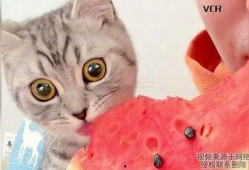 猫猫正在吃瓜,猫猫的瓜果盛宴
