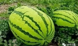 大掉瓜怎么吃,大掉瓜的多样食用攻略