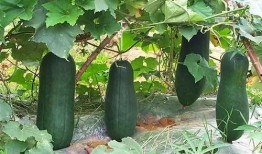 秋季吃三瓜怎么吃,三瓜搭配，美味与健康同行